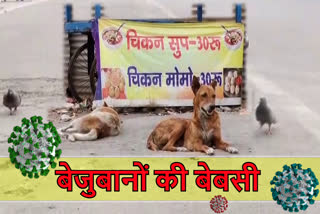 Bad condition of stray animals during lockdown in ranchi