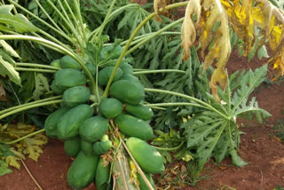 Crop damage to premature rain in raichur