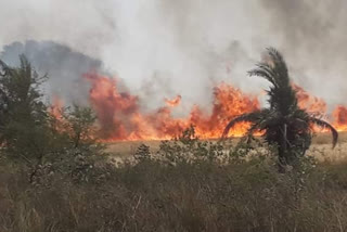 15 acres of wheat crop burned due to fire in the field