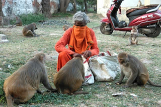 बंदरों को कराया भोजन.