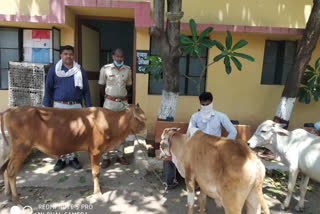 2 men arrested for cattle smuggling