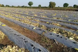 Vegetables rotting in farmers' fields due to lock down