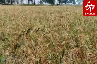 due-to-lockdown-in-raipur-farmers-are-unable-to-harvest-their-crop