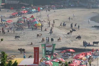 گوا: ساحل سمندر رہ رہے کتوں کے لیے بھی کھانے کا انتظام