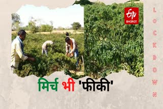 chilli farmers of surajpur worried about no sale of chilli due to lockout