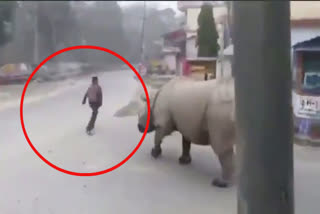 Rhino patrolling a street in Nepal