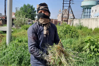 Farmers feeding their livestock with grass grown on roads and drains during lockdown