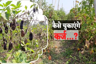 vegitable-market-down-in-dhamtari-farmers-are-worry