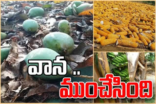 crop-damage-with-heavy-rain-in-jangareddy-gudem