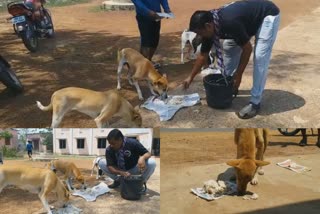 social-worker-provide-food-to-dogs-on-the-lockdown-period