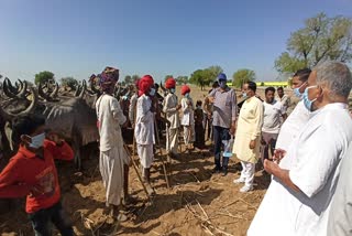 charkhidadari mla help to Shepherd after tweet of rajasthan mp tweet