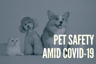 COVID-19: How safe is your pet?  COVID-19  How safe is your pet, pet  உங்கள் செல்லப்பிராணி எவ்வளவு பாதுகாப்பானது  கோவிட்19 வைரஸ் பரவல்  கோவிட்19 பாதிப்பு, கரோனா வைரஸ்