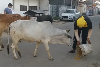 cow service in lockdown