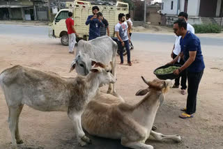 Social workers came forward for the stray cow dynasty