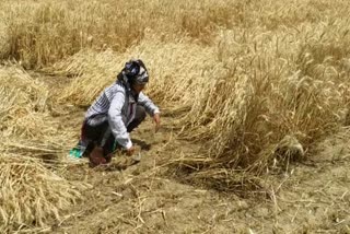 due to scarcity of agriculture labor educated youth compromising to harvest crop in field