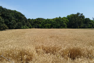 farmers are worried about her Wheat crop