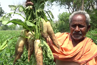 bargarh latest news, untimely rain in odisha, untimely rain in bargarh, ailstone in bargarh, bargarh farmers in tension, ଅଦିନିଆ ବର୍ଷା, ବରଗଡ ଲାଟେଷ୍ଟ ନ୍ୟୁଜ୍‌, ବରଗଡରେ କୂଆପଥର ମାଡ, ବରଗଡ ଚାଷୀଙ୍କ ଦୁର୍ଦ୍ଦିନ