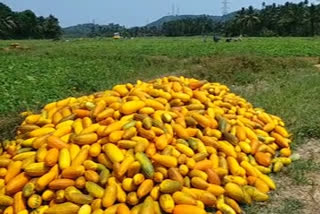 vishu market  vegetable farmers crisis  കണിവെള്ളരി കര്‍ഷകര്‍  മലപ്പുറം കണിവെള്ളരി  വിഷുവിപണി  മൊത്തക്കച്ചവടക്കാർ  വിഷുക്കണി  കൊറോണക്കാലം