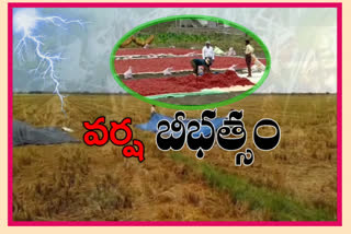 huge Damage to Mirchi farmers due to heavy rain at parchuru in prakasham district