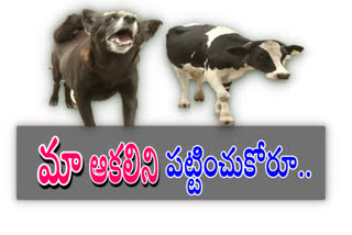 animals dont have food due to lockdown  in guntur