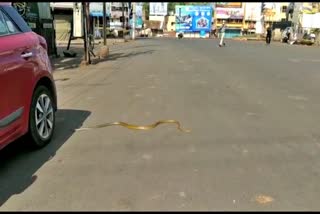 snake appeared in hubli chennamma circle