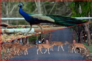 Deer and peacocks on the streets of Jabalpu