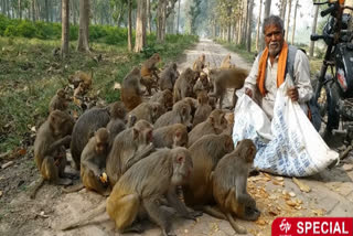 hunger monkeys due to lockdown