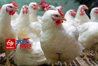 poultry farming lockdown haryana