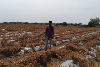 farmer destroyed tomato and chilly in latur