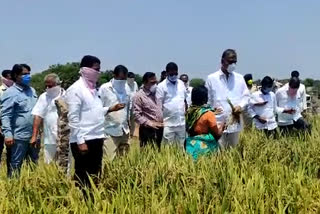 Minister harish rao  who inspected the crop in siddipeta district