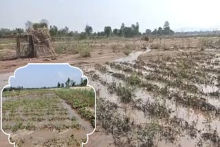 vegetable-crop-wasted-due-to-rain-in-gariyaband