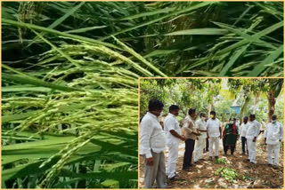 huge loss for rice and mango farmers in kadapa district