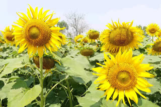 Sunflower  cultivation