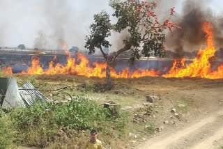 गेंहू जलकर राख, Wheat scorch