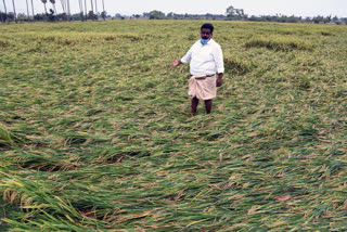 rain damaged the paddy