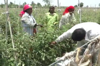 Farmers in crises