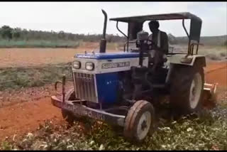 Corona Effect: A farmer who destroyed a 3 acre beetroot crop