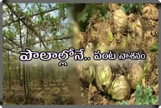 vegitables farmers problems in krishna dst