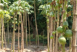 papaya cultivation are in loss due to lockdown, said farmers