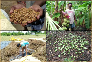 crop damage due to sudden rain in nellore district