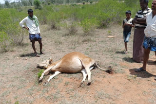 tiger kills two cows near Bandipur Tiger reserve area