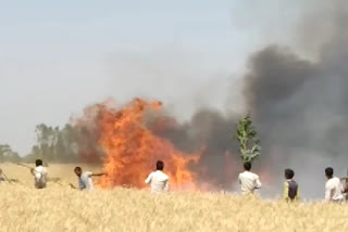 शाहजहांपुर में गेहूं के खेत में आग लगने से भारी नुकसान