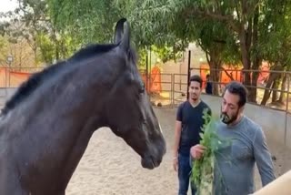 salman shares hilarious video eats leaves for breakfast