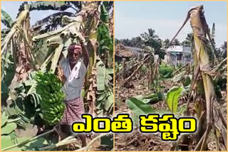 huge loss for east godavari banana farmers