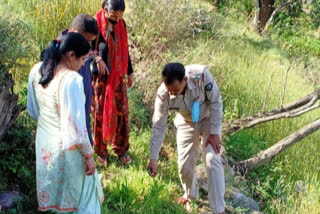 poppy plants in dharampur