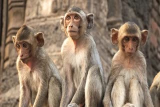 effect of lockdown on wildlife  Impact of lockdown on monkeys  Monkeys are angry with hunger  அயோத்தியில் குரங்குகள் ஆக்ரோஷம்  பசியால் வாடும் குரங்குகள்  கோவிட்-19, பூட்டுதல், ஊரடங்கு உத்தரவு