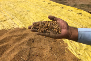 Case of sand adulteration of paddy in Dhamtari