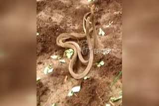 Snake mating in Belagavi