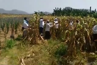 leaders converted to corn laborer at jupudi