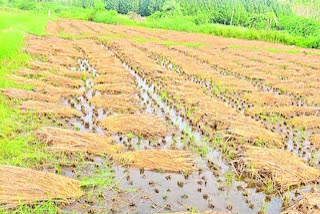 huge crop loss in prakasam district